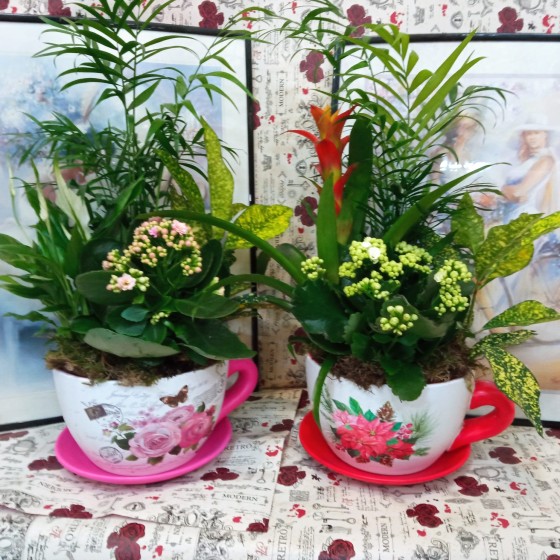 Tazas de cerámica con plantas variadas